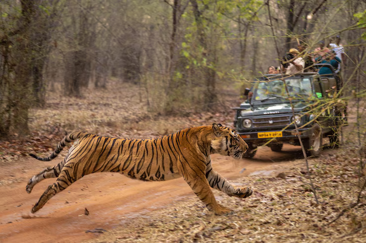 Wildlife Tour